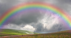 Noah's Rainbow